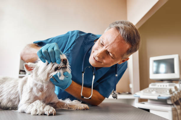 Best Mobile Emergency Dentist in Tower Lakes, IL